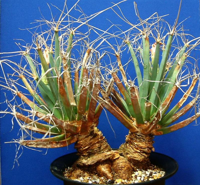 Виды кактусов (фото и описание). Все о кактусах.  Leuchtenbergiaprincipis-vi
